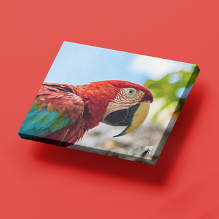 Guacamaya Roja