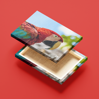 Guacamaya Roja