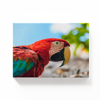 Guacamaya Roja