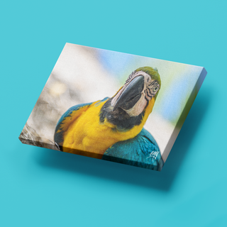 Guacamaya Azul