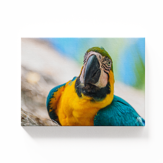 Guacamaya Azul