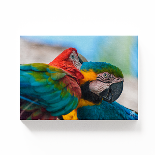 Guacamayas