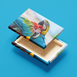 Guacamayas