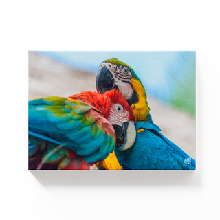 Guacamayas