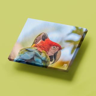 Guacamayas