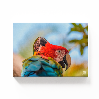 Guacamayas