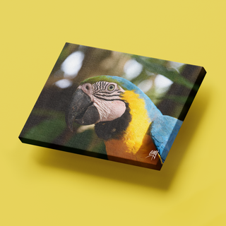 Guacamaya Azul
