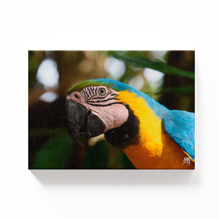 Guacamaya Azul